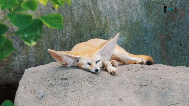 Fennec Fox