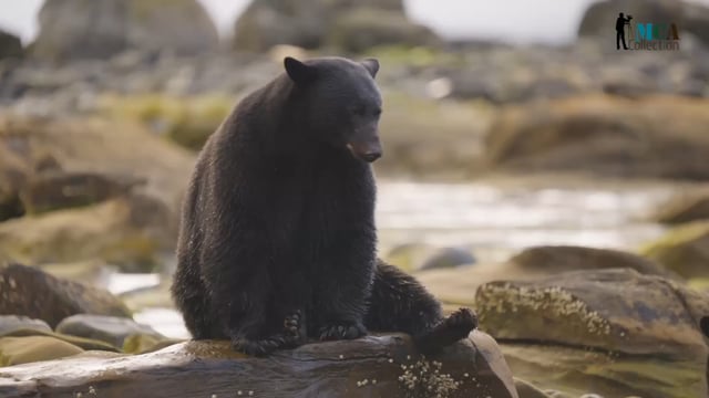 American Black Bear