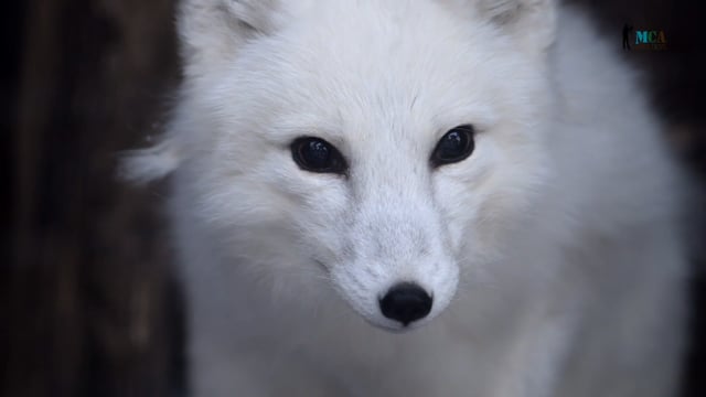 Arctic Fox