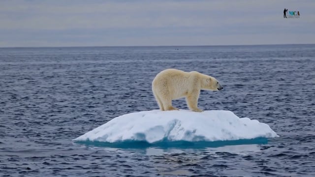 Polar Bear