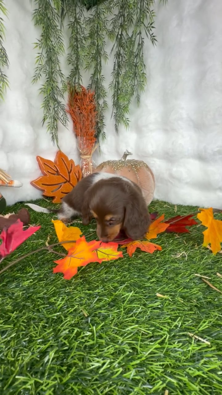 Female Dachshund puppy named Candace for sale at Puppy Dreams - Denton. video thumbnail