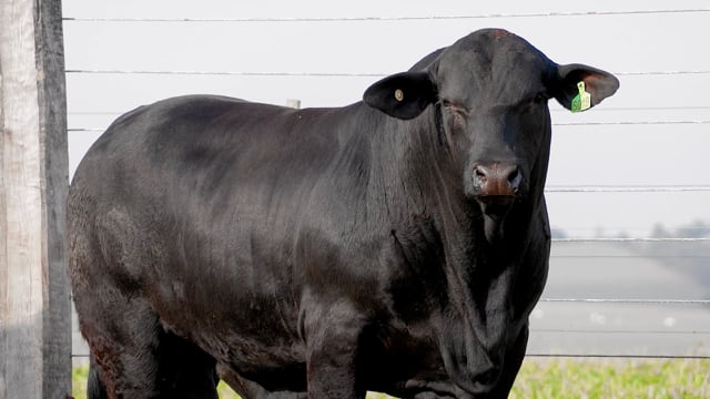 Lote 01