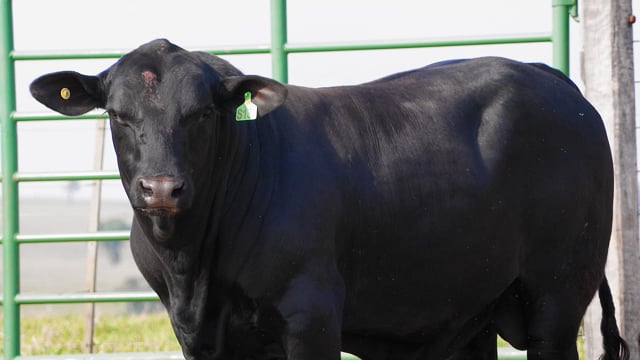Lote 14