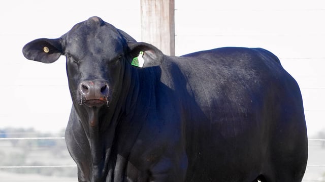 Lote 19