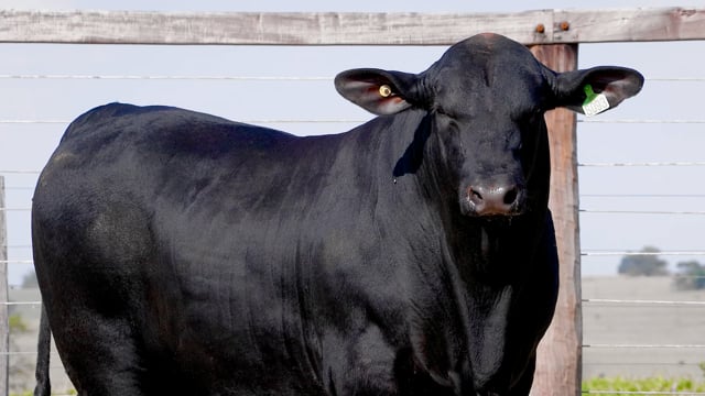 Lote 20