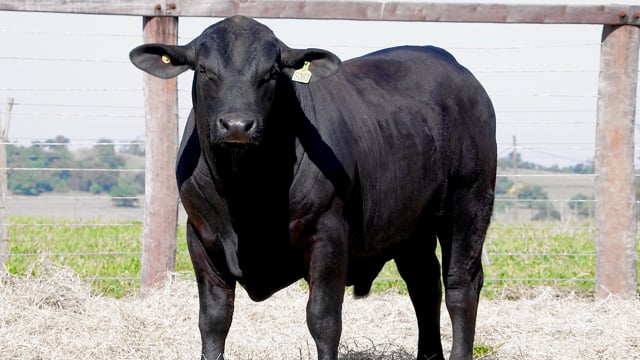 Lote 36