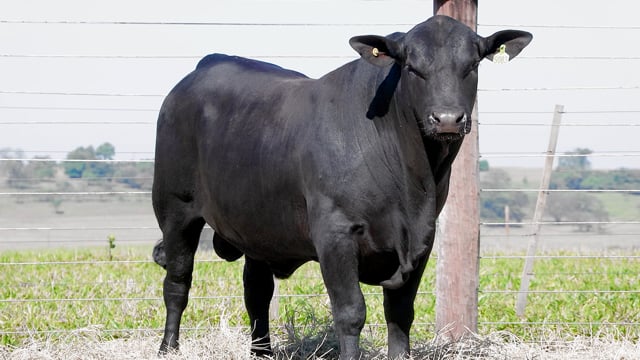 Lote 37