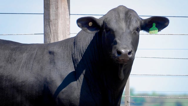Lote 41