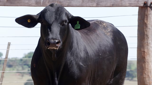 Lote 44