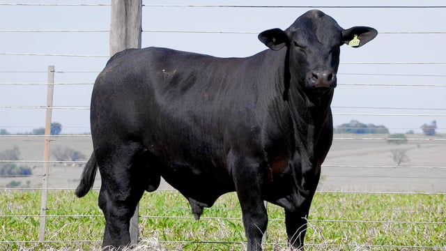 Lote 40