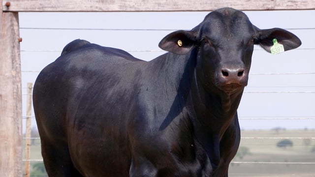 Lote 46