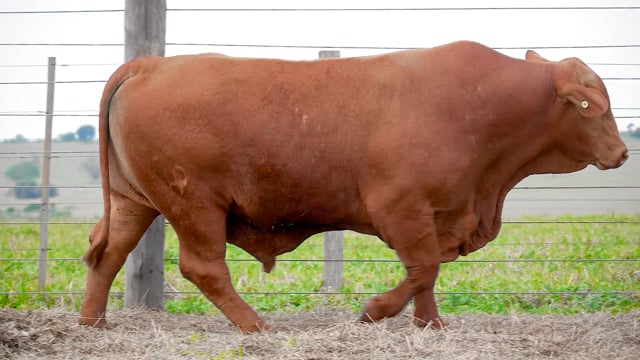 Lote 50