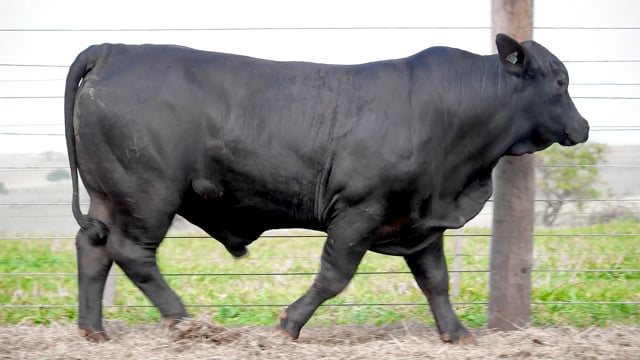 Lote 55