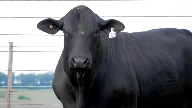 Lote 57
