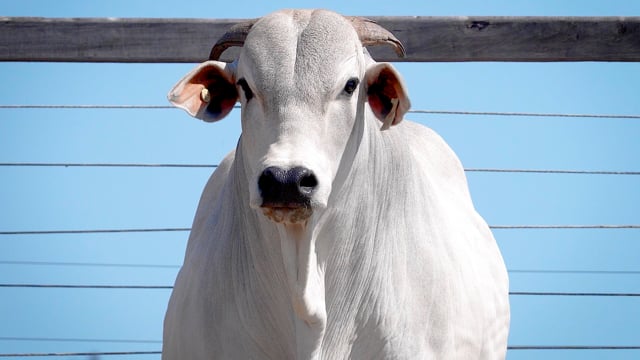 Lote 60