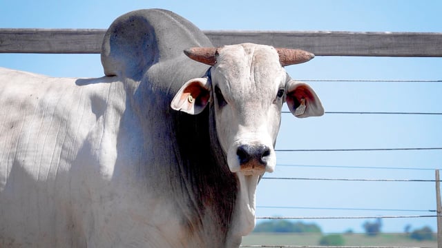 Lote 64