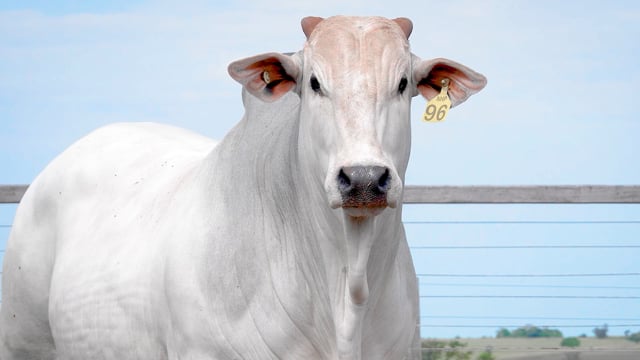 Lote 63