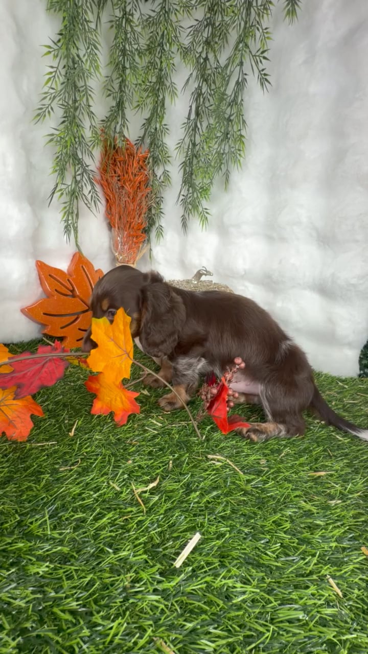 Male Dachshund puppy named Phineas for sale at Puppy Dreams - Denton. video thumbnail