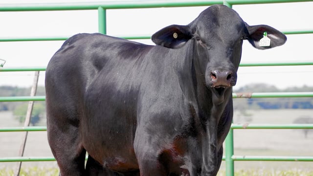 Lote 23
