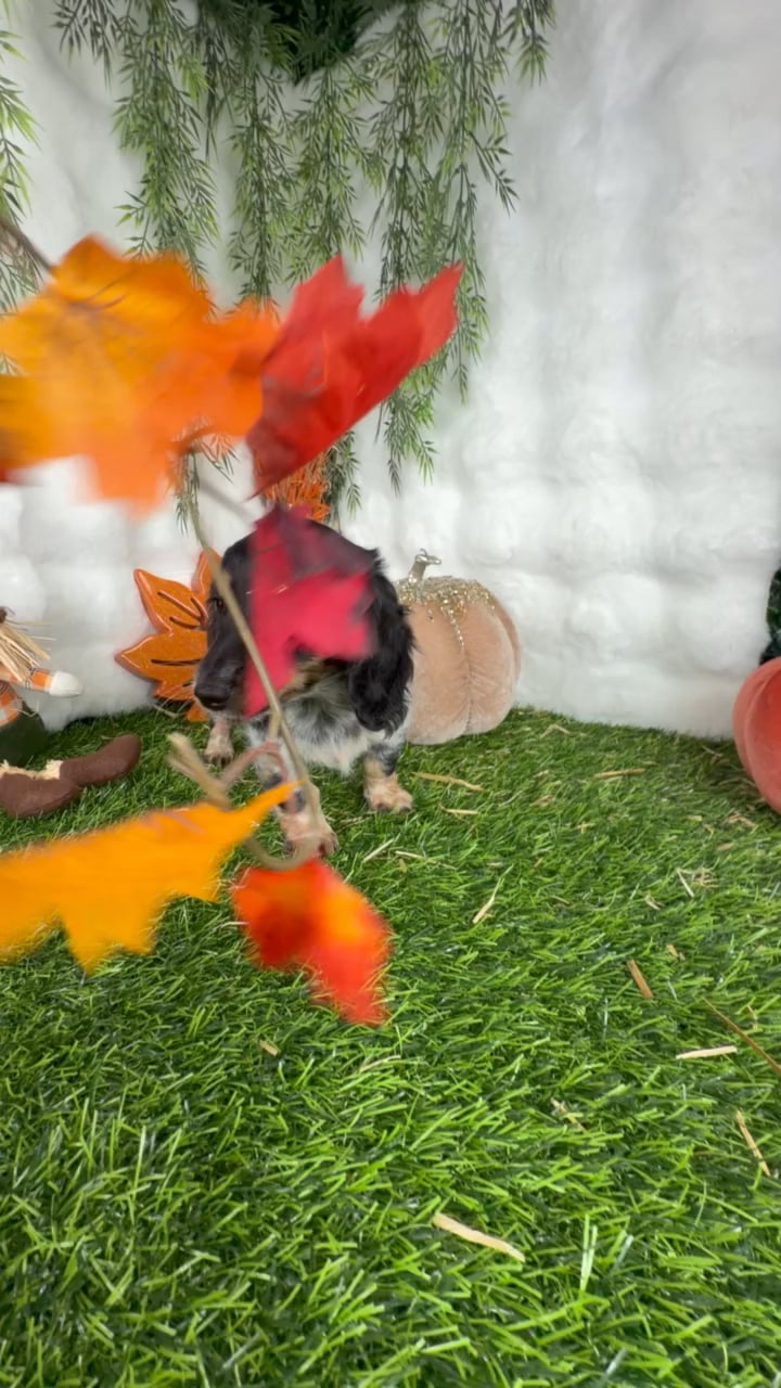 Female Dachshund puppy named Vanessa for sale at Puppy Dreams - Denton. video thumbnail