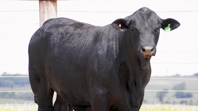 Lote 49