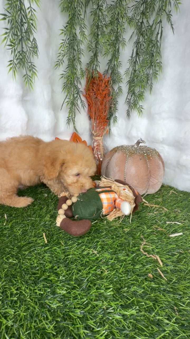 Male Mini Poodle puppy named Max for sale at Puppy Dreams - Denton. video thumbnail