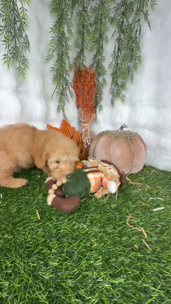 Female Mini Poodle puppy named Ruby for sale at Puppy Dreams - Denton. video thumbnail