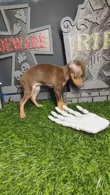 Female Min Pin puppy named *Amelia* for sale at Puppy Dreams - Mansfield. video thumbnail
