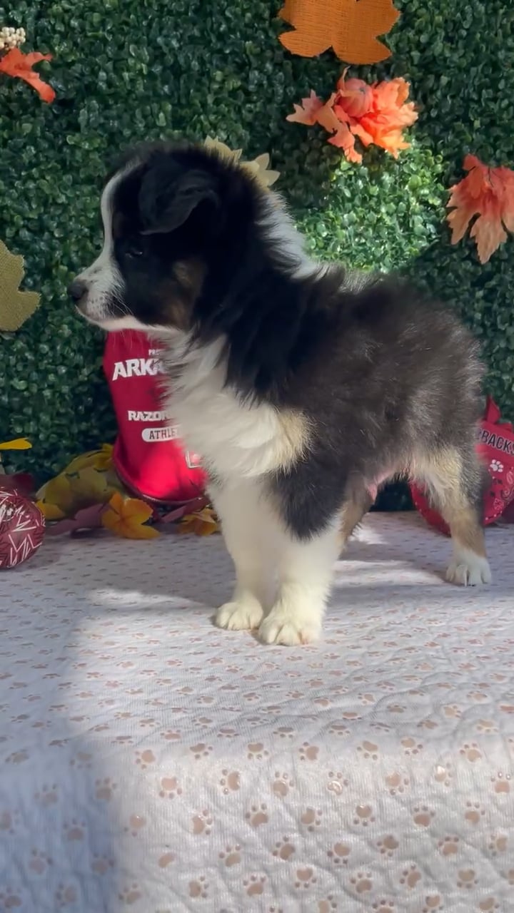 Female Mini Aussie puppy named Echo for sale at Puppy Dreams - West Little Rock. video thumbnail