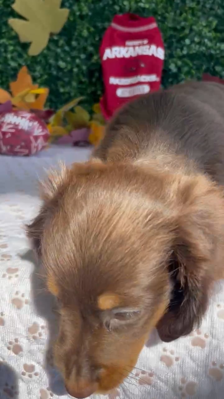 Female Dachshund puppy named Salem for sale at Puppy Dreams - West Little Rock. video thumbnail