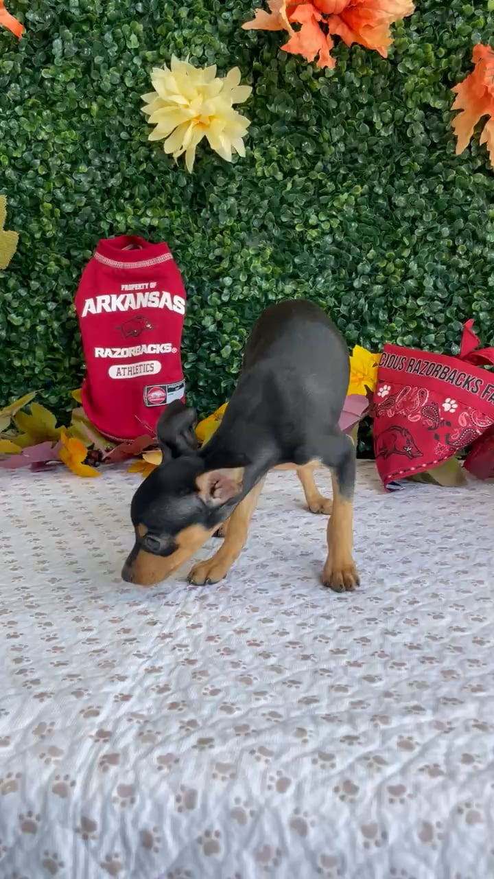 Female Min Pin puppy named Karma for sale at Puppy Dreams - West Little Rock. video thumbnail