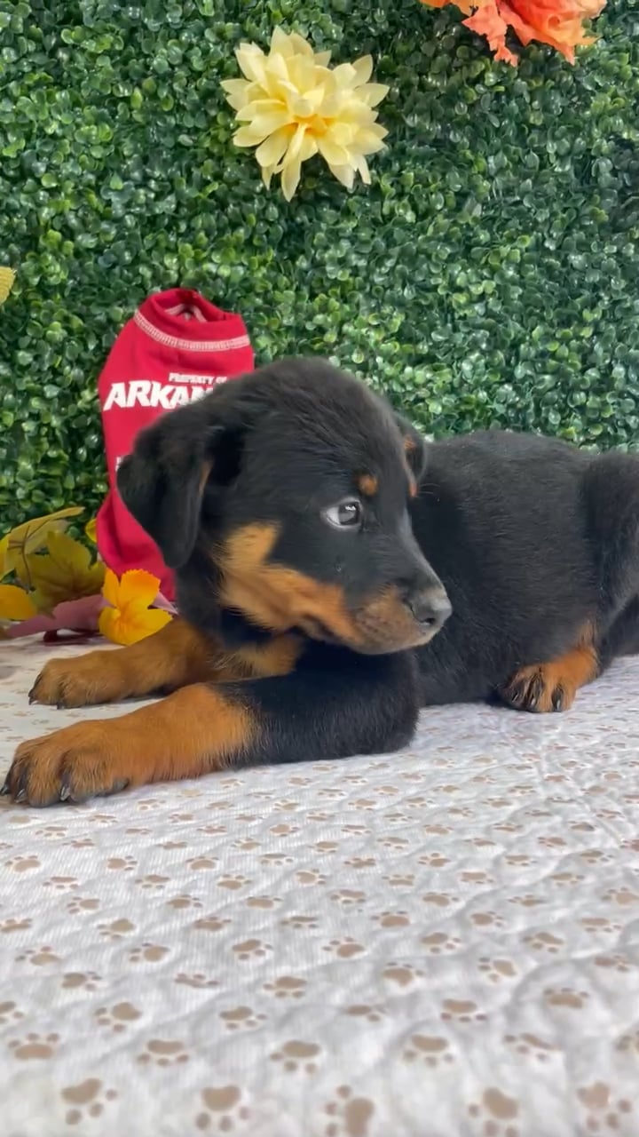 Female Rottweiler puppy named Roxie for sale at Puppy Dreams - West Little Rock. video thumbnail