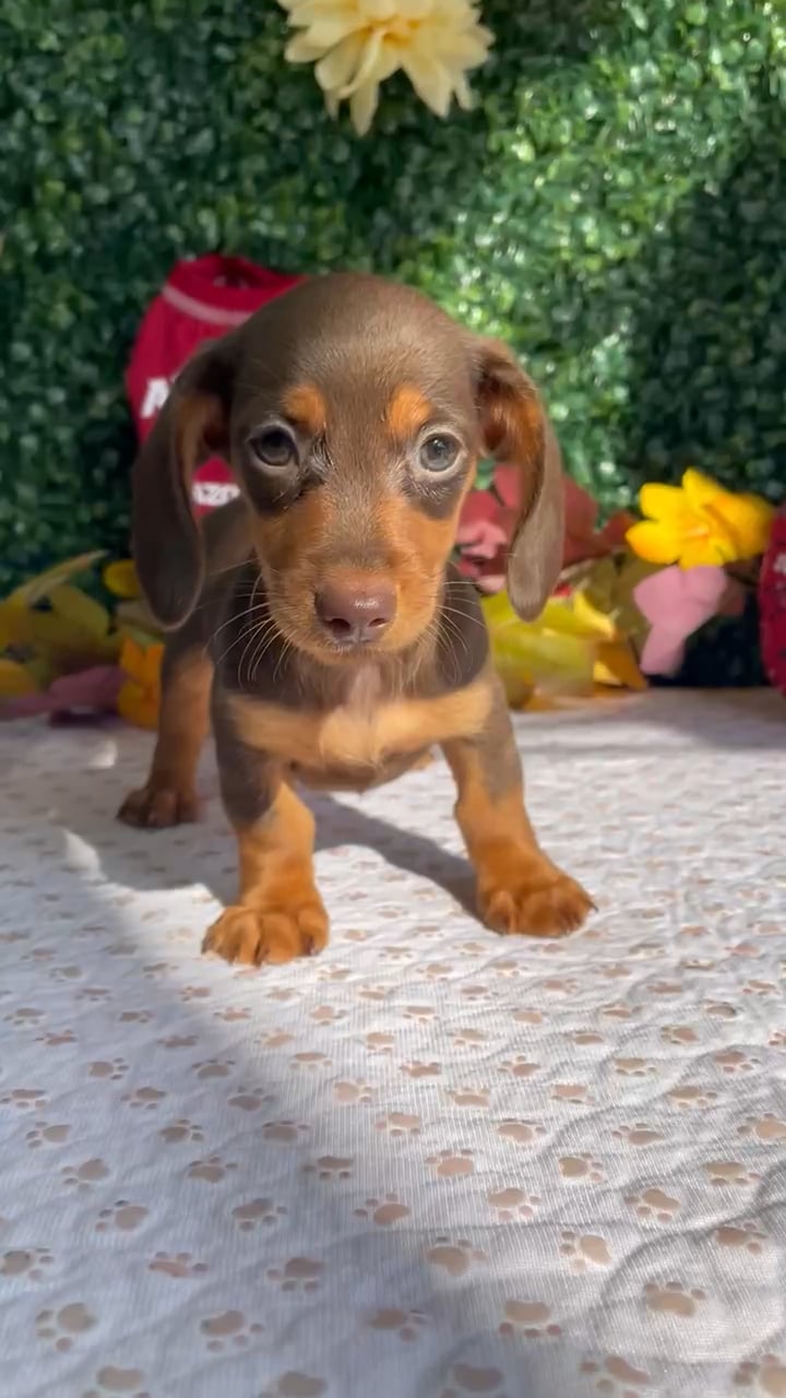 Female Dachshund puppy named Storm for sale at Puppy Dreams - West Little Rock. video thumbnail