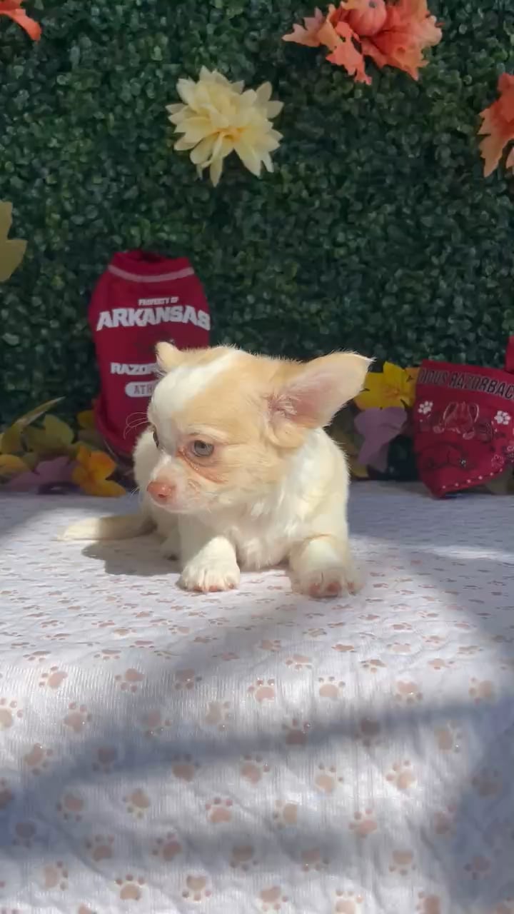 Female Chihuahua puppy named Raven for sale at Puppy Dreams - West Little Rock. video thumbnail