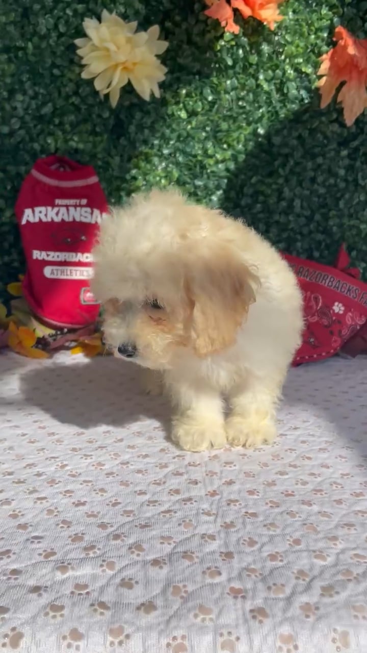Male Bichon-Poodle puppy named Lemon for sale at Puppy Dreams - West Little Rock. video thumbnail
