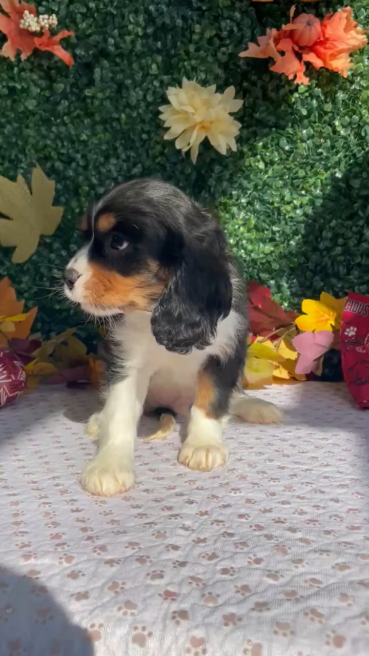 Male Cavalier King Charles Spaniel puppy named Knox for sale at Puppy Dreams - West Little Rock. video thumbnail
