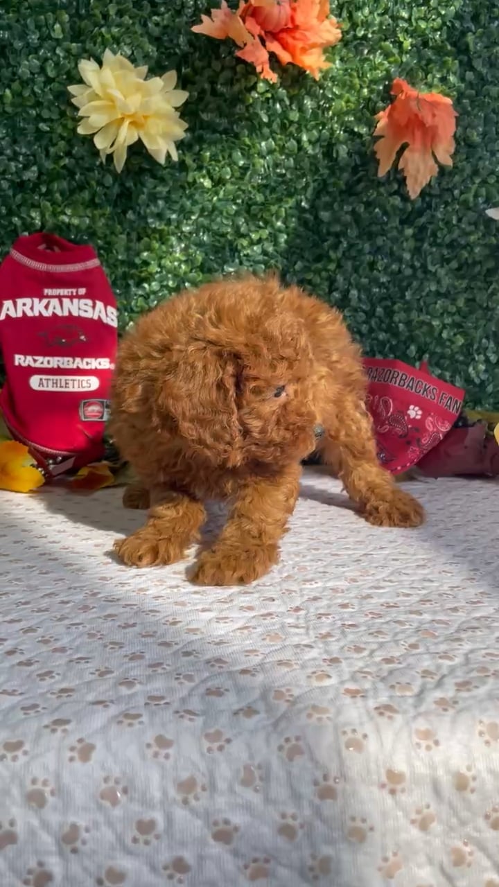Male Mini Goldendoodle puppy named Onyx for sale at Puppy Dreams - West Little Rock. video thumbnail