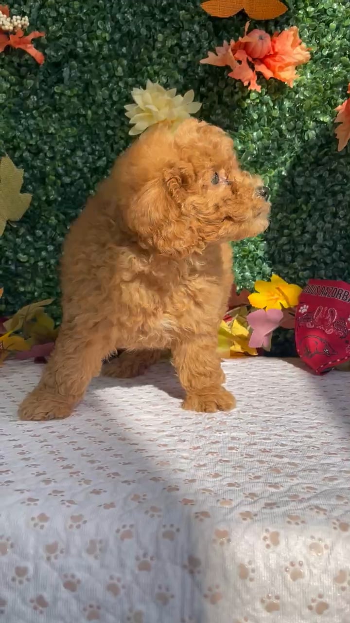 Female Mini Goldendoodle puppy named Indigo for sale at Puppy Dreams - West Little Rock. video thumbnail