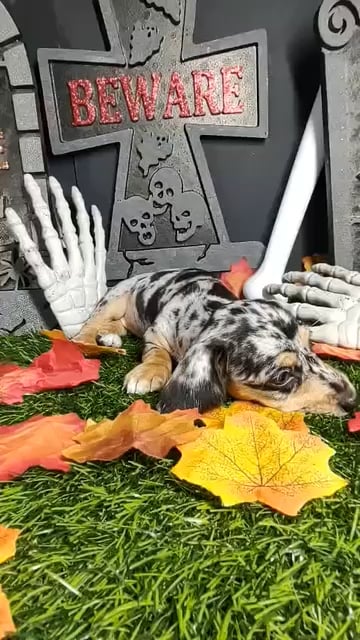 Female Dachshund puppy named *Diana* for sale at Puppy Dreams - Mansfield. video thumbnail