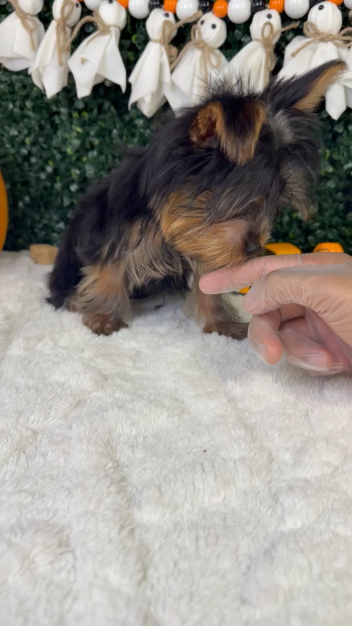Male Yorkie puppy named Ranger for sale at Puppy Dreams - Garland. video thumbnail