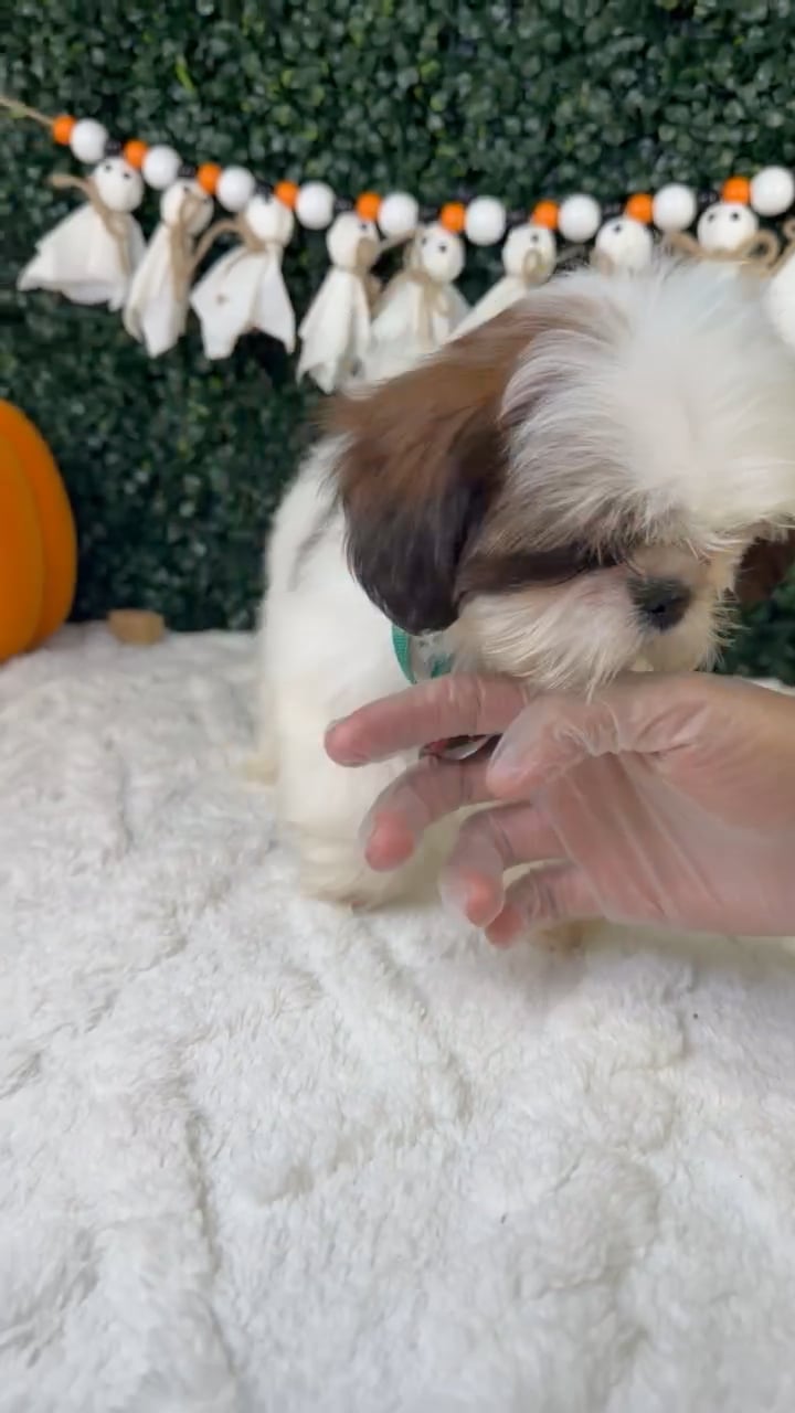 Male Shih Tzu puppy named Mr.Fluffy for sale at Puppy Dreams - Garland. video thumbnail