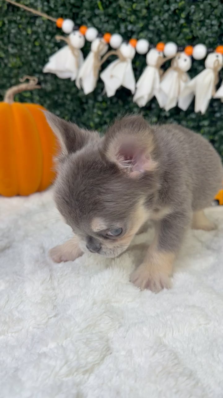 Male Fluffy French Bulldog puppy named Ghost for sale at Puppy Dreams - Garland. video thumbnail
