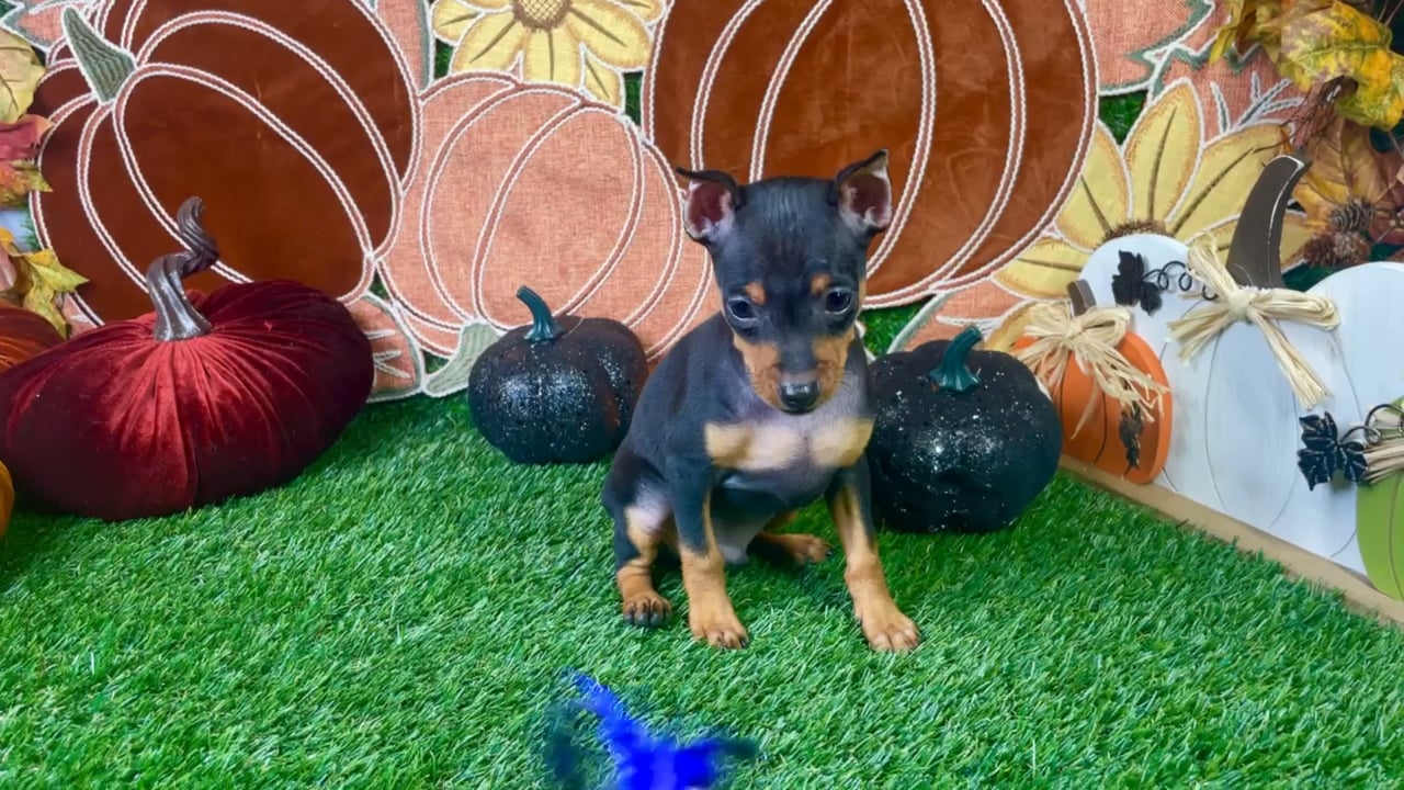Male Min Pin puppy named Peanut for sale at Puppy Dreams - Carrollton. video thumbnail