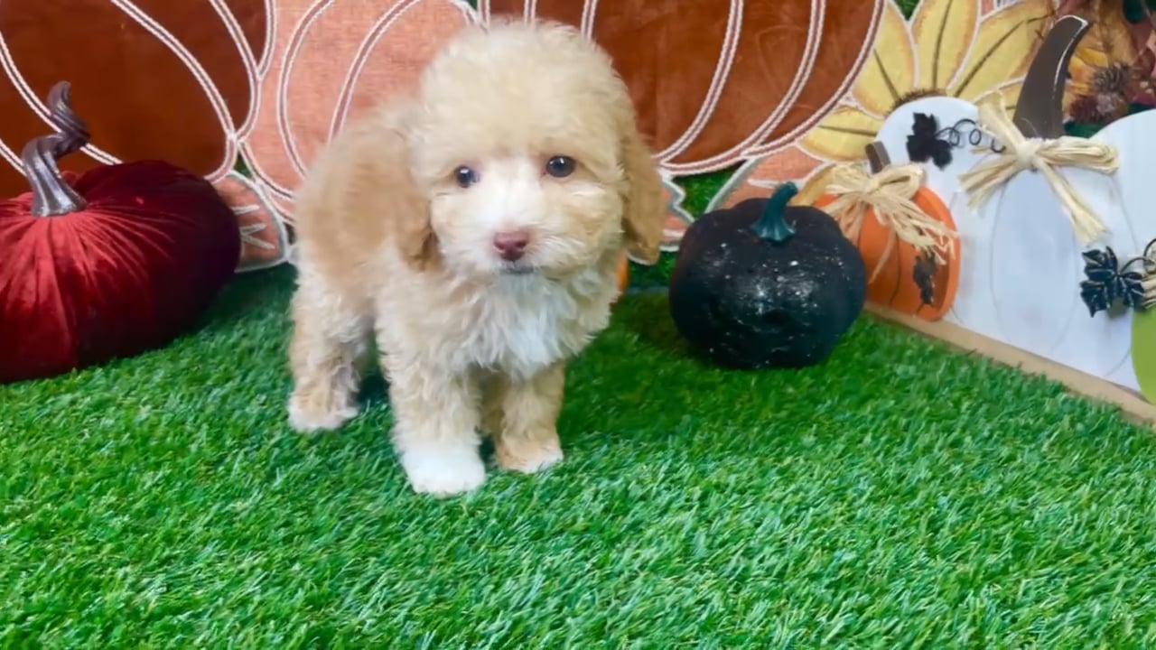 Male Bichon-Poodle puppy named Teddy for sale at Puppy Dreams - Carrollton. video thumbnail