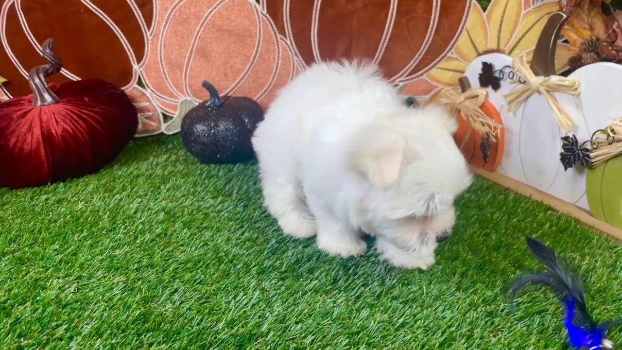 Female Maltese puppy named Casper for sale at Puppy Dreams - Carrollton. video thumbnail