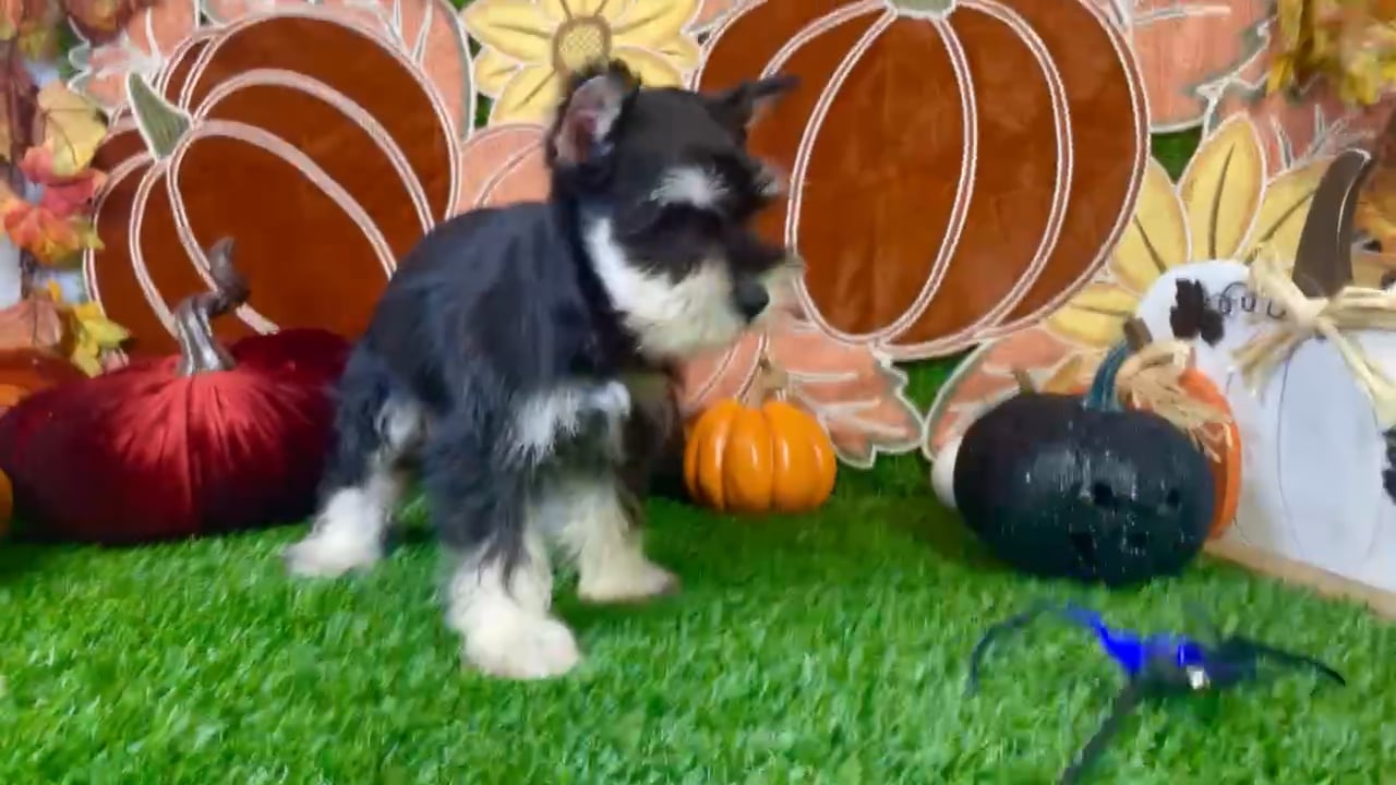 Female Mini Schnauzer puppy named Luna for sale at Puppy Dreams - Carrollton. video thumbnail