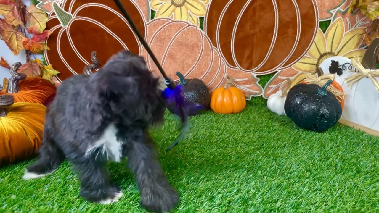 Male Mini Schnauzer puppy named Onyx for sale at Puppy Dreams - Carrollton. video thumbnail
