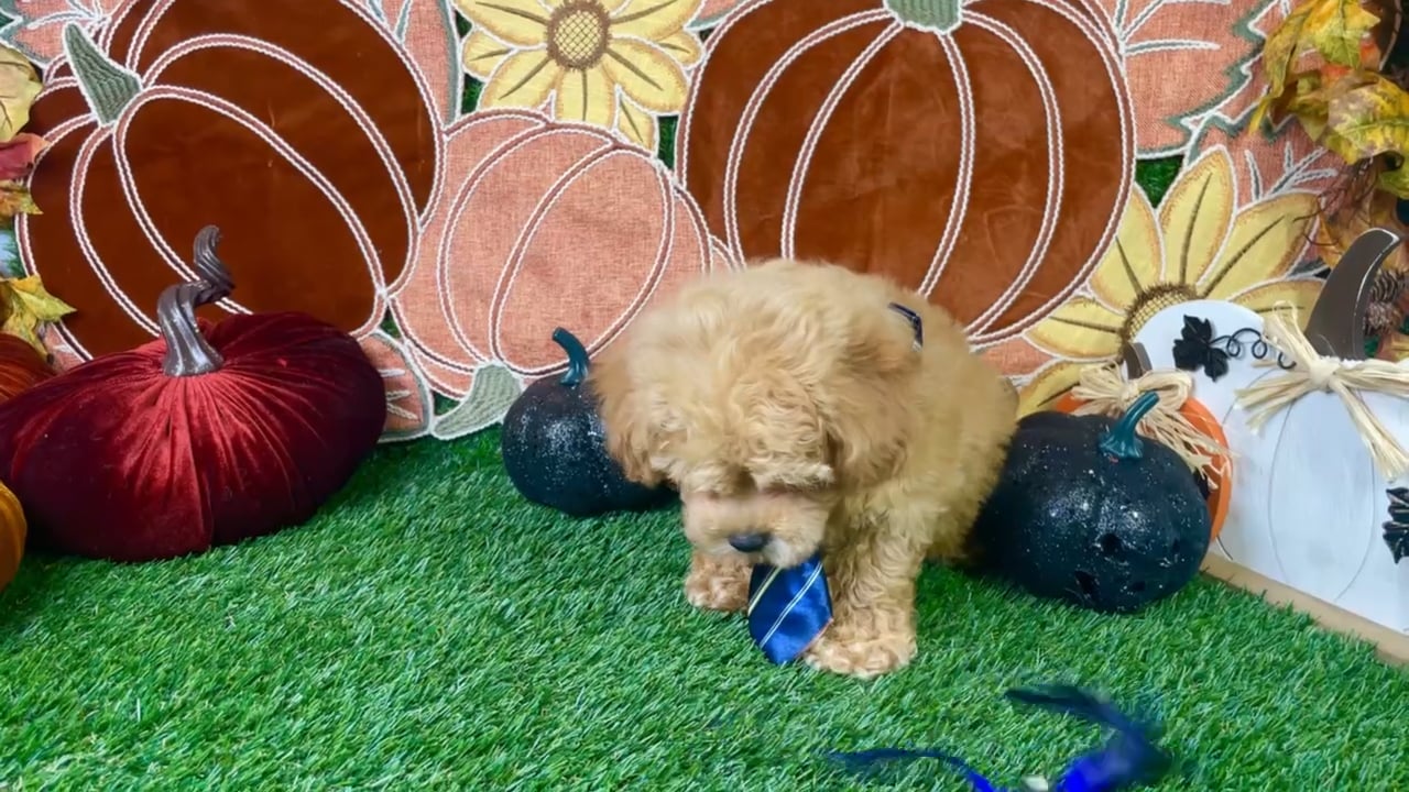 Male Cockapoo puppy named Benji for sale at Puppy Dreams - Carrollton. video thumbnail
