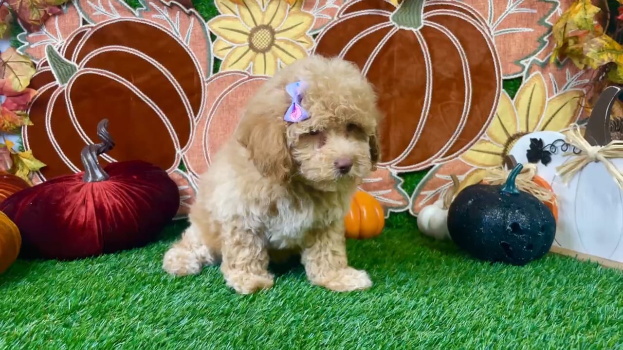 Female Cockapoo puppy named Pixie for sale at Puppy Dreams - Carrollton. video thumbnail