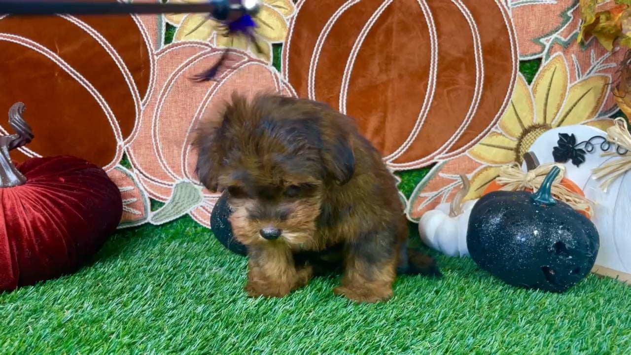 Male Shorkie puppy named Spike for sale at Puppy Dreams - Carrollton. video thumbnail
